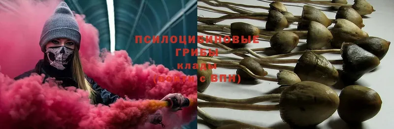 Галлюциногенные грибы Psilocybe  Казань 